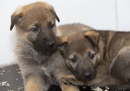 New Recruits Manchester Police Police Dogs I Love Dogs