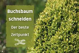 Im frühjahr sollte ein grobschnitt erfolgen, aber auf jeden fall rechtzeitig, noch bevor er neue triebe bildet. Idealer Zeitpunkt Wann Schneidet Man Buchsbaum Gartenlexikon De