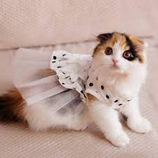 25 Cat Costumes For Halloween Budget Earth Pet Costumes Dog Flower Cat Costumes