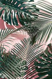 Sometimes conflated with banana leaf print, though they are not the same thing. 900 Palm Trees Ideas In 2022 Palm Trees Palm Beach Life