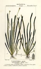 Image result for Vallisneria spiralis