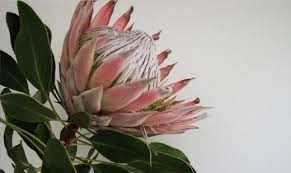 Pin On 26th July Wedding Flowers