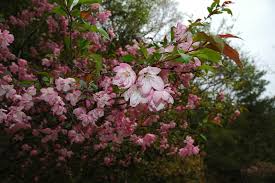 Ptelea trifoliata, albero hop, puzzolente cenere, cenere wafer piantagione. 10 Alberi Da Sogno Kyriolexy