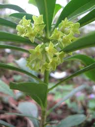 Image result for Octolepis decalepis