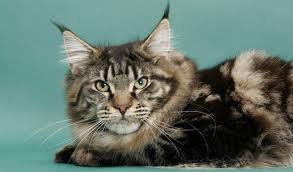 Check out our raccoon cat selection for the very best in unique or custom, handmade pieces from our shops. Maine Coon Cat Breed Information