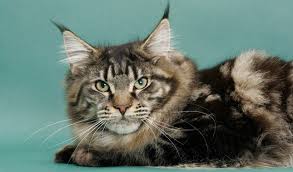 Maine coon adoptions is the adoption division of pet rescue preventing euthanasia through rescue, a 501(c)(3) nonprofit. Maine Coon Cat Breed Information