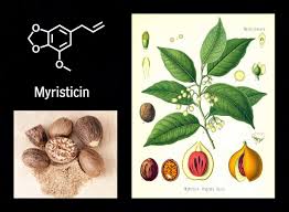 Image result for Myristicaceae