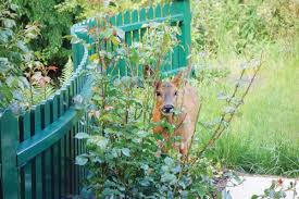 Most purchase these plants as a small shrub. Oh Deer Experts Offer Tips On How To Keep Deer From Dining On Your Landscape