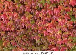 Image result for Rhynchosia tricuspidata