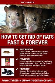 How To Get Rid Of Rats The Ultimate Guide Getting Rid Of Rats Getting Rid Of Mice Rats