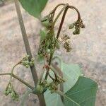 Image result for Tacazzea apiculata