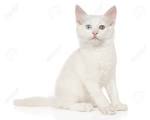 Turkish Angora Kittens for Sale & Cats for Adoption ...