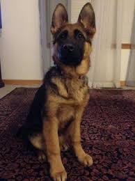 Find german shepherd in dogs & puppies for rehoming | find dogs and puppies locally for sale or adoption in canada : Very Slow Growth In My German Shepherd Puppy