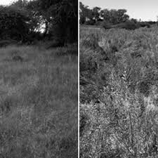 Image result for Pechuel-Loeschea leubnitziae