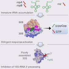 Ribosomal rna is transcribed as a large precursor molecule that is then modified and trimmed to form the mature species that participates in protein synthesis. Trna Maturation Defects Lead To Inhibition Of Rrna Processing Via Synthesis Of Pppgpp Sciencedirect