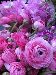 Pin On The Beauty Of A Flower