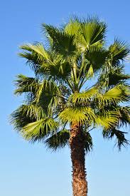 Image result for Washingtonia