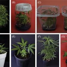 Businesses across the united states have been ordered shut due to coronavirus. Pdf The Botany Of Cannabis Sativa L