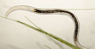 Barbara boxer | the thrill of the fight back. New Three Sexed Roundworm Species Has Extreme Arsenic Resistance