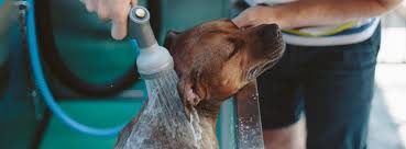 Recent installs did you know we also design & manufacture bike wash machines? Woofwash Diy Dog Wash Home Facebook