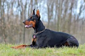 Top 25 Most Dangerous Dog Breeds In The World Animal Blog Petmeds