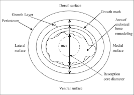 When periarticular bone is subjected to increased loading, a number of bone properties change. Diagrammatic Representation Of A Cross Section Through The Mid Shaft Download Scientific Diagram