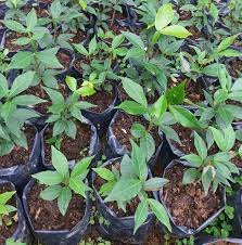Ice cream bean scientifically known as inga edulis is sweet cotton like fruit that tastes like ice cream. Ice Cream Bean Fruit Tree Philippines Posts Facebook