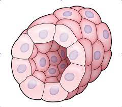 We did not find results for: Animal Tissues Plant And Animal Tissues Siyavula