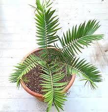 Image result for Encephalartos lebomboensis
