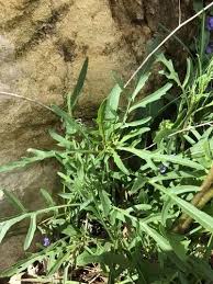 Image result for Diplocyclos tenuis