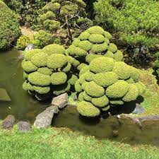 Beautiful Cloud Pruning On These Juniper At Thesan Francisco Japanese Tea Garden Cloudpruning Niwaki Josi Japanese Tea Garden Cloud Pruning Japanese Garden