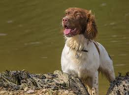 Rounded heads, square muzzles and long, fringed ears are features of this breed. Welsh Springer Spaniel Im Rasseportrait Zooroyal Magazin