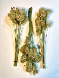 Dried Queen Annes Lace Seeds