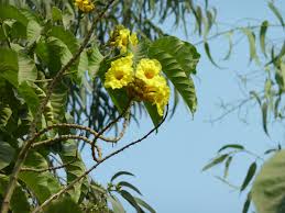 Image result for Markhamia lutea