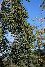 Image result for Melaleuca quinquenervia