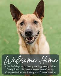 Meet Tamara, Broderick, Karen, Brittany, and Linda! This entire litter has  been growing big and strong in a foster home, and learning that people  aren't scary. They are also learning that people