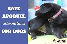 Benadryl is a brand of various antihistamine medications used to stop allergies, whose content varies in different countries, but which includes some or no combination of diphenhydramine, acrivastine. Safe Apoquel Alternatives For Dogs Available In 2020