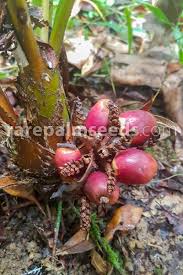 Image result for Coleus calycinus