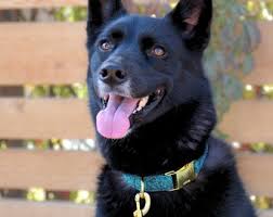 Collar de perro/gato de remolinos de color verde azulado Collar de perro de  color verde azulado Collar de perro verde Collar de perro de remolinos  Collar de perro de moda Collar de