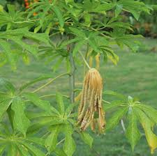 Image result for Manihot grahamii