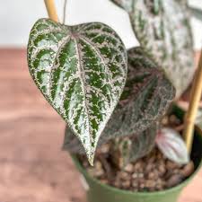 Image result for Piper capense