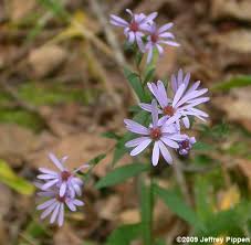 Image result for Aster chimanimaniensis