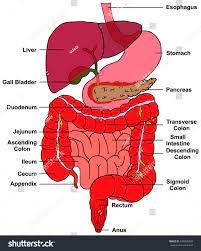 In connection with blood and circulation: Human Body Diagram Appendix Koibana Info Liver Detox Liver Health Liver Detox Diet