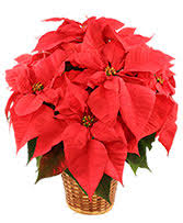 We have been voted the #1 florist in livingston county for the past 14 consecutive years. Christmas Flowers Howell Mi Country Lane Flowers