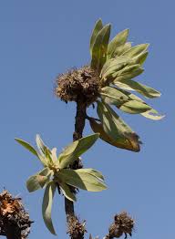 Image result for Protea welwitschii