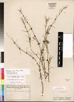 Image result for Spermacoce subvulgata