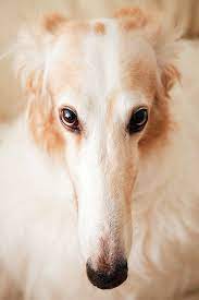 View 22 683 nsfw pictures and videos and enjoy blonde with the endless random gallery on scrolller.com. 140 Borzoi Beloved Ideas Borzoi Russian Wolfhound Large Dogs