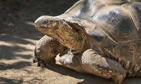 Threatened Aldabra Giant Tortoise Genome Decoded | | Uzh