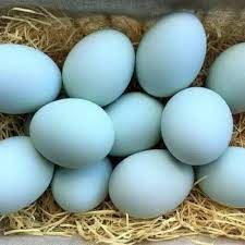 Check spelling or type a new query. Telur Bebek 4 Pcs Shopee Indonesia