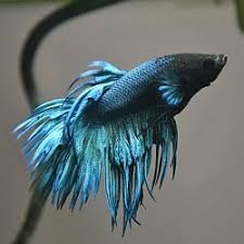 Pin On Betta Tips